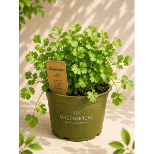 Potted coriander