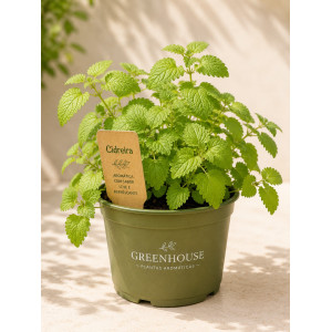 Cider in pot