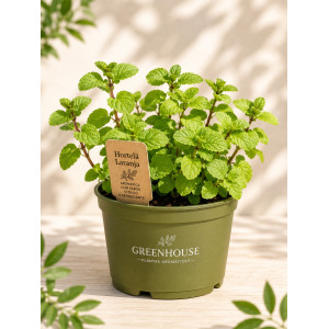Orange Mint VASE