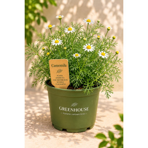 Potted Chamomile