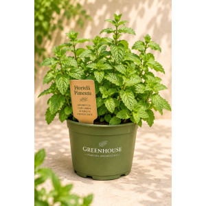 Peppermint VASE