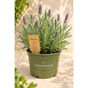 Lavender VASE