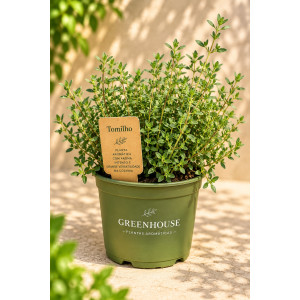 Potted thyme