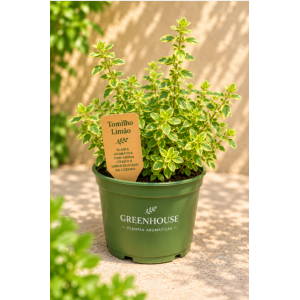 Potted lemon thyme