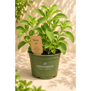 Stevia in pot