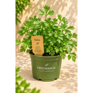 Potted parsley