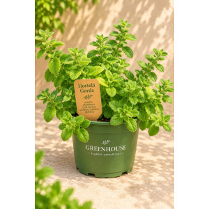 Fat mint in pot