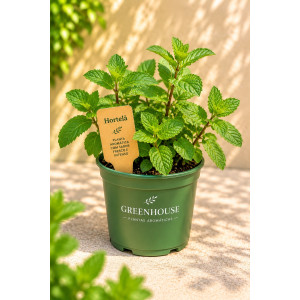 Mint in pot