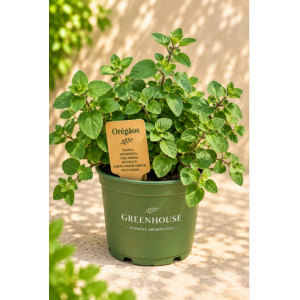 Potted Oregano