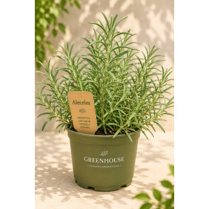 Rosemary in pot