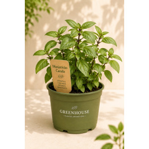 Potted Cinnamon basil