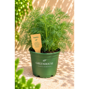 Dill in a vase