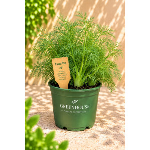 Fennel in a pot