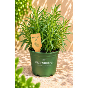 Tarragon VASE