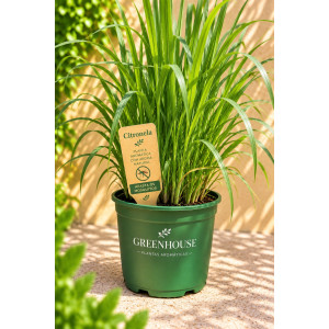 Potted Citronella