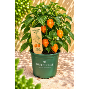 Piri-Piri Orange Habanero...