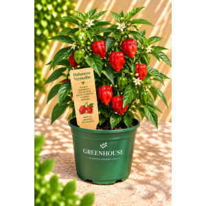 Piri-Piri Red Habanero in Vase