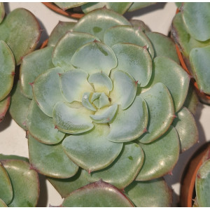 Succulent - 5