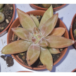 Suculenta - 5