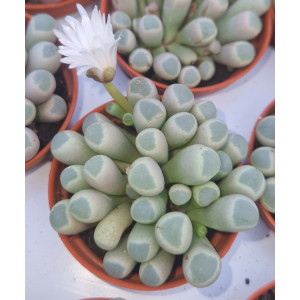 Suculenta - 5