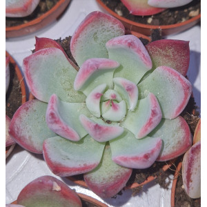 Suculenta - 5