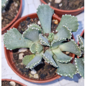 Suculenta - 5