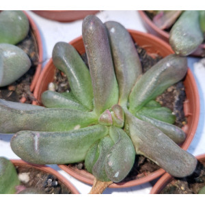 Suculenta - 5