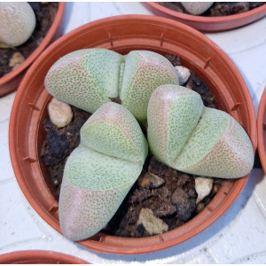 Suculenta - 5