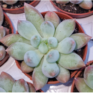 Suculenta - 5