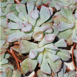 Suculenta - 5