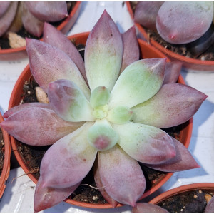 Suculenta - 5