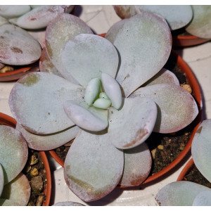 Suculenta - 5