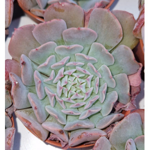 Suculenta - 5