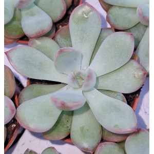 Suculenta - 5