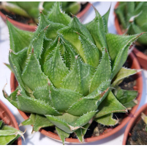 Suculenta - 5