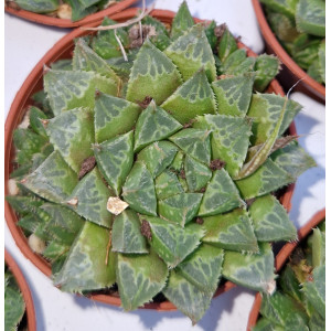 Suculenta - 5