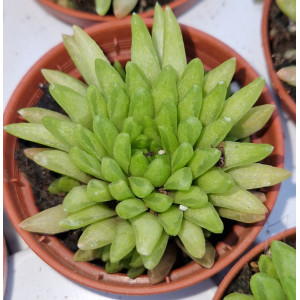 Suculenta - 5