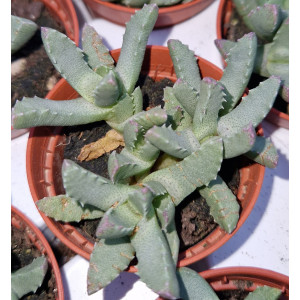 Suculenta - 5