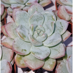 Suculenta - 5