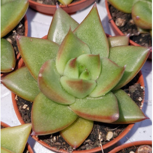 Suculenta - 5