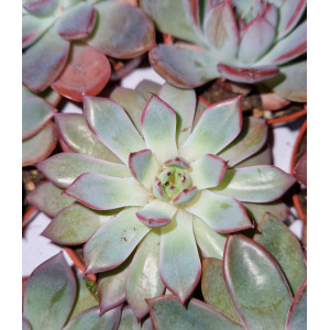 Suculenta - 5