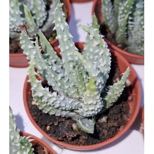 Suculenta - 5