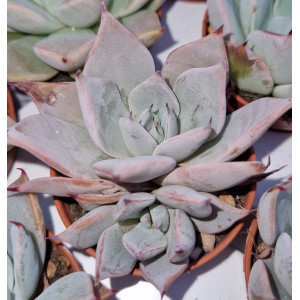 Suculenta - 5
