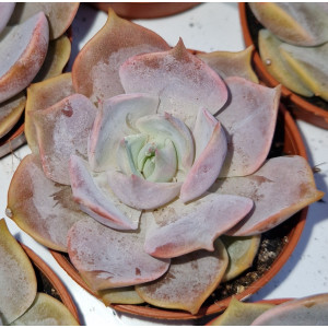 Suculenta - 5