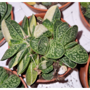 Suculenta - 5