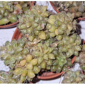 Suculenta - 5