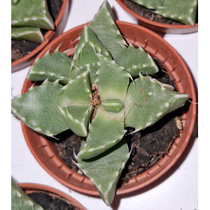 Suculenta - 5