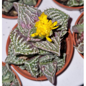 Suculenta - 5
