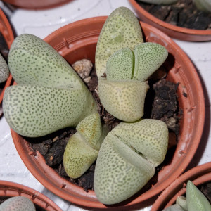 Suculenta - 5