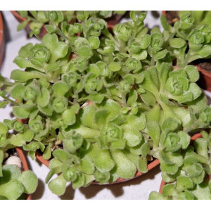 Suculenta - 5